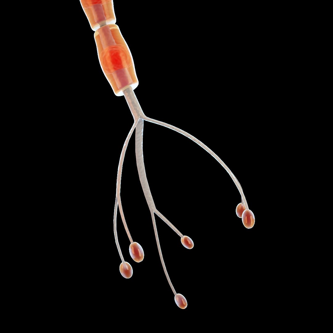 neuron cell max https://p.turbosquid.com/ts-thumb/wn/b1i8cb/Ft9Yhz8V/4/jpg/1335947837/1920x1080/fit_q87/d61a45f6fdefe63e0b87c04c085bdbf1523fdd87/4.jpg