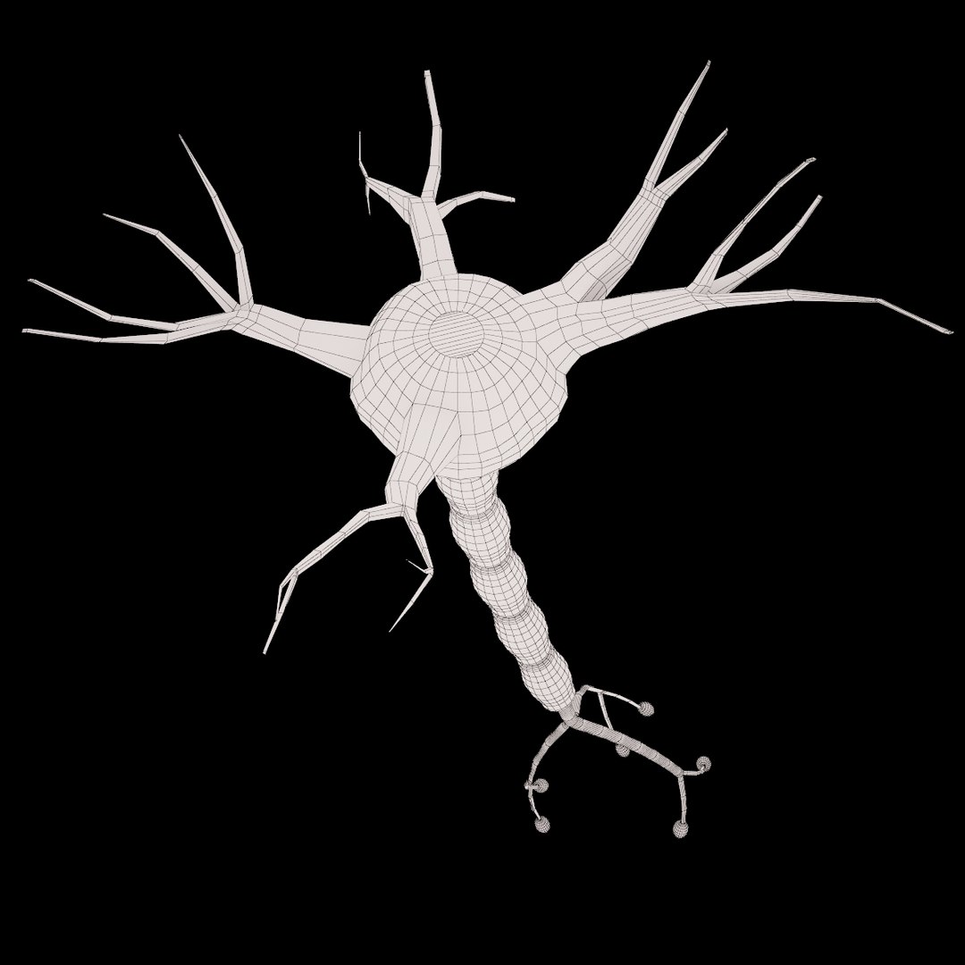 neuron cell max https://p.turbosquid.com/ts-thumb/wn/b1i8cb/VfAyvq8h/5/jpg/1335947837/1920x1080/fit_q87/712c561b0a540c486f2b36eb119be5bbee8075a4/5.jpg