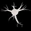 Neuron Cell