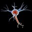 Neuron Cell