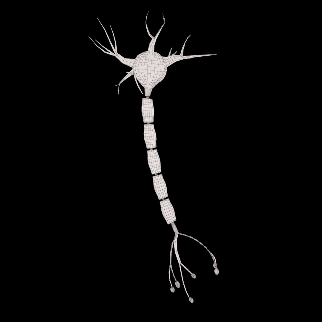 neuron cell max https://p.turbosquid.com/ts-thumb/wn/b1i8cb/u1u6xsX4/6/jpg/1335947837/1920x1080/fit_q87/b2c2e18835f7c8e3117cecedb9b0a757ab3c5913/6.jpg