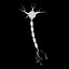 Neuron Cell