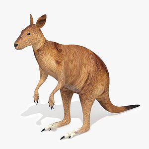 Kangaroo Low Poly Australian Animal 3D model