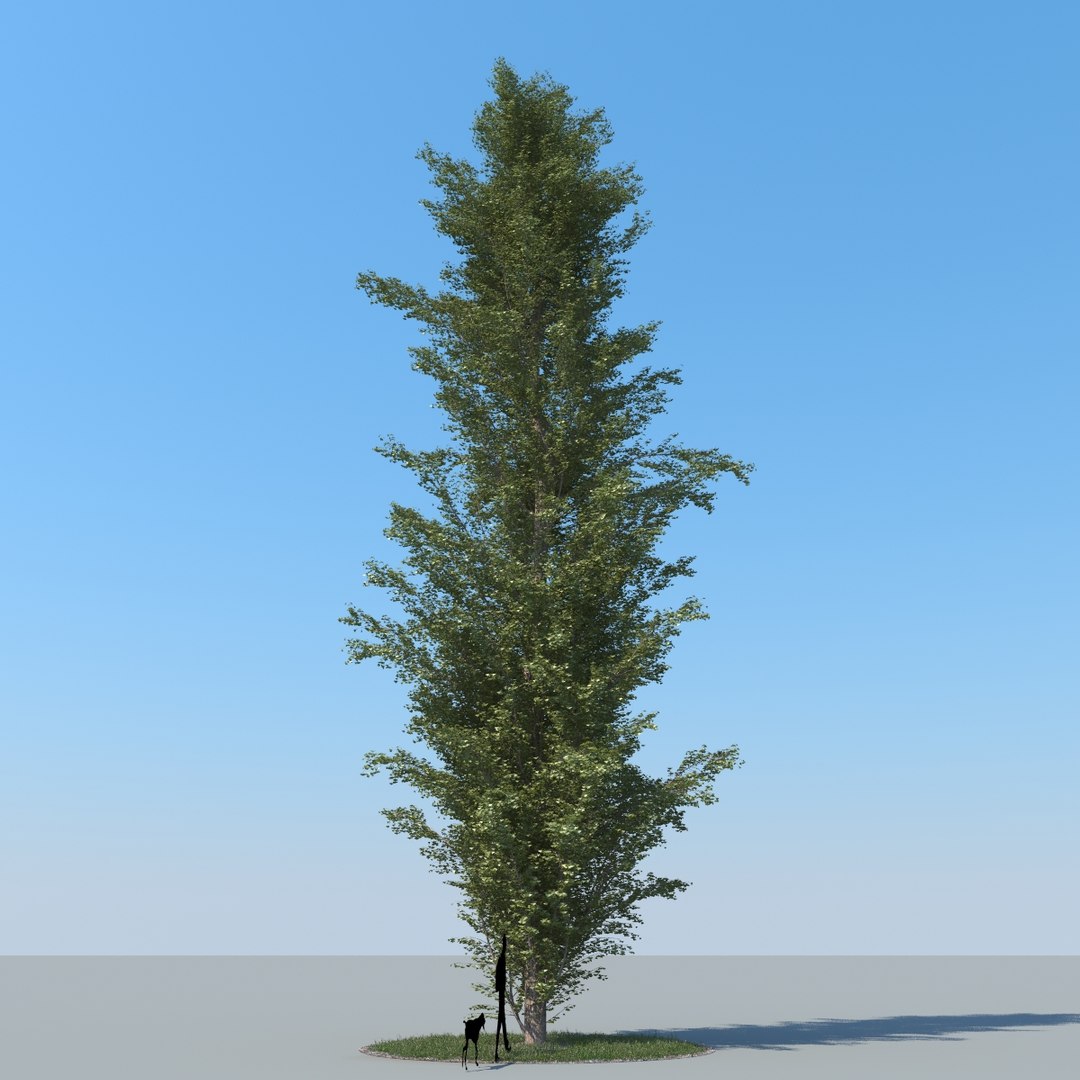 3d model realistic poplar trees
