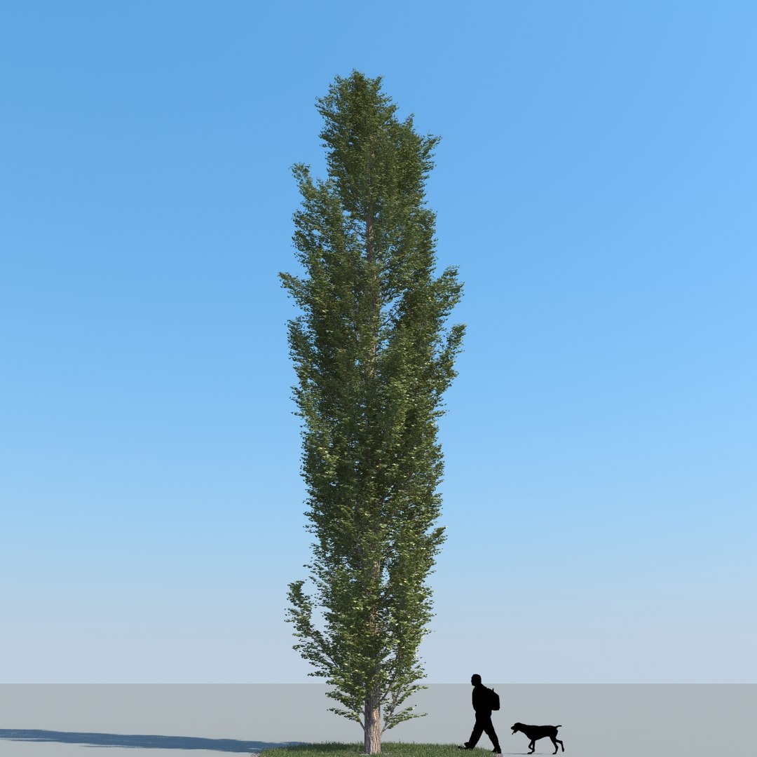 3d model realistic poplar trees