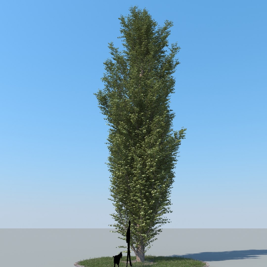 3d model realistic poplar trees