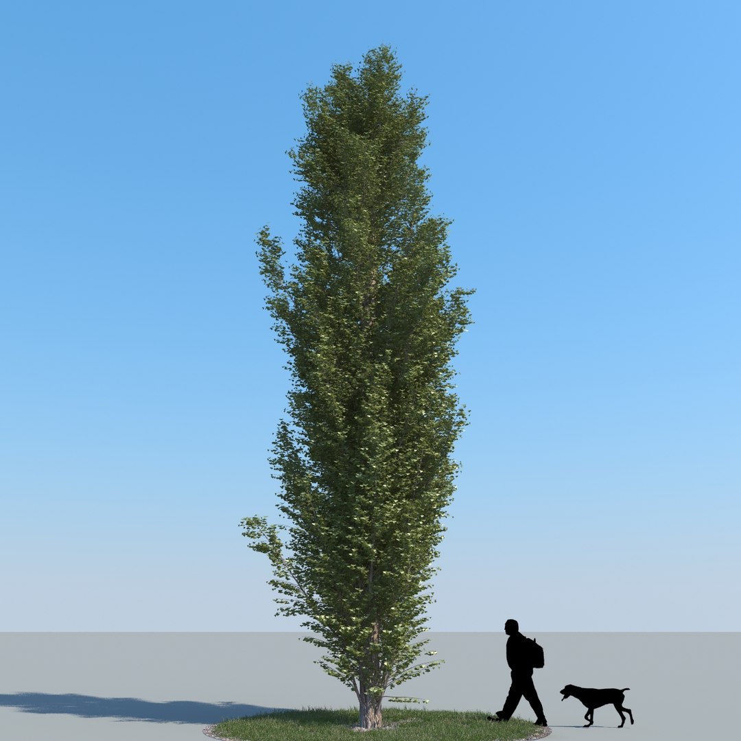 3d model realistic poplar trees