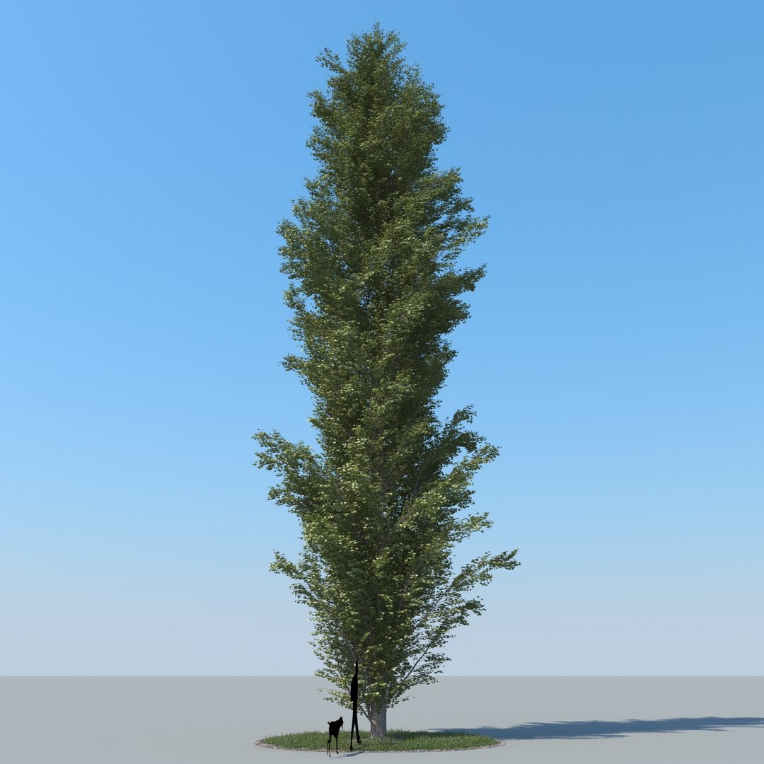 3d model realistic poplar trees