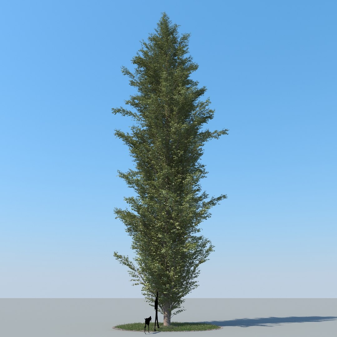 3d model realistic poplar trees