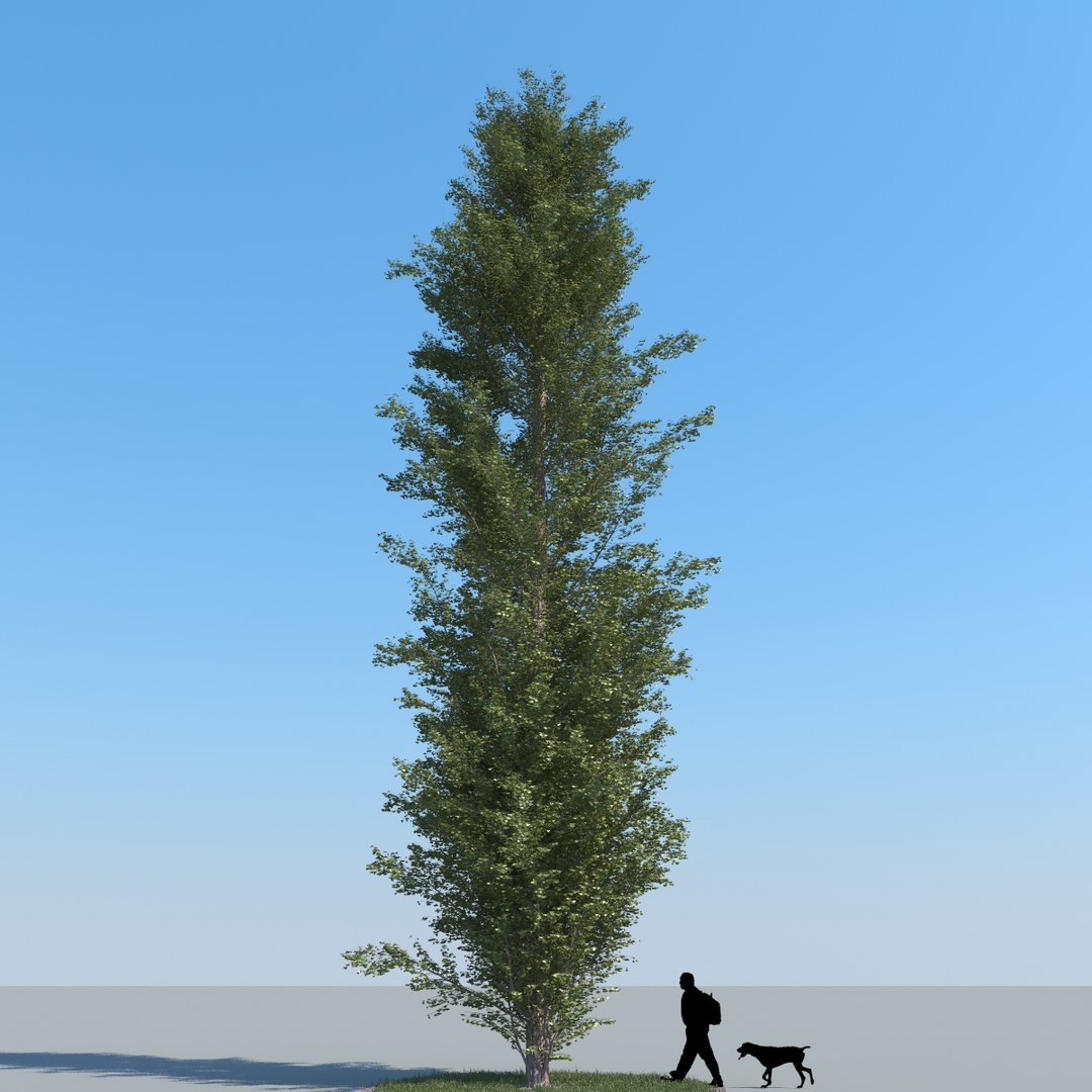 3d model realistic poplar trees