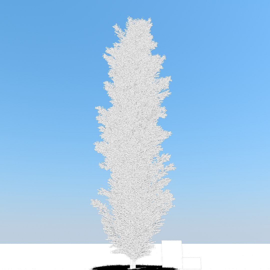 3d model realistic poplar trees