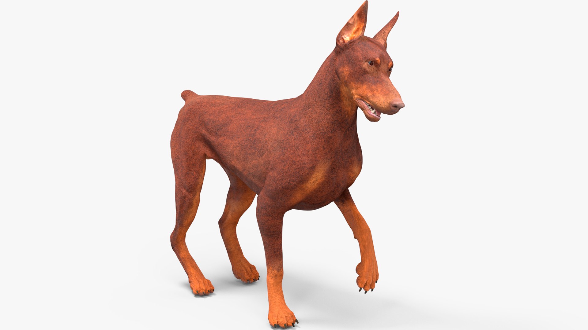 Doberman Dog Brown Rigged for Maya 3D model preview