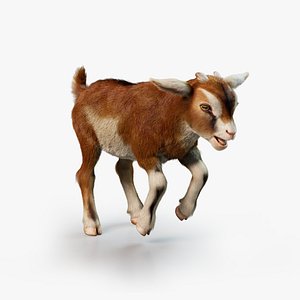 Goat Kid Rigged Animated with Fur