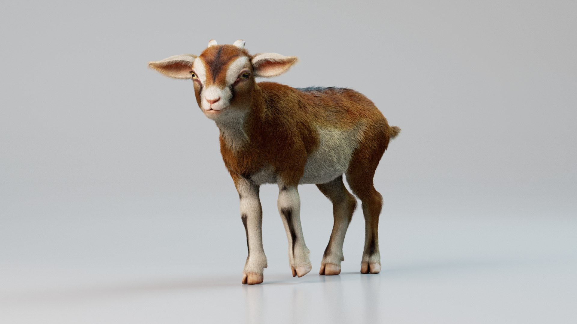 Goat Kid Rigged Animated With Fur 3D Model - TurboSquid 2172255