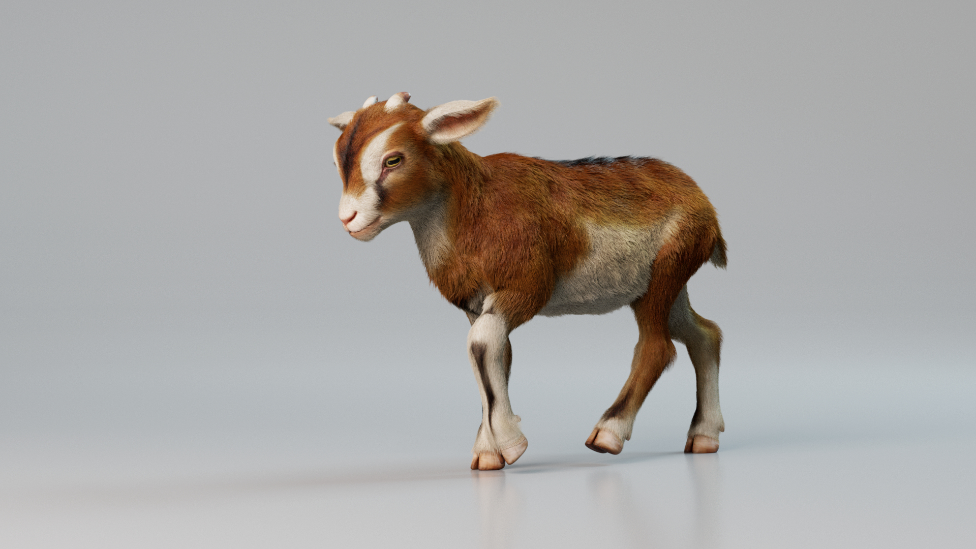 Goat Kid Rigged Animated With Fur 3D Model - TurboSquid 2172255