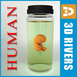 seven weeks human embryo 3d model