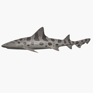 Leopard shark 3D model