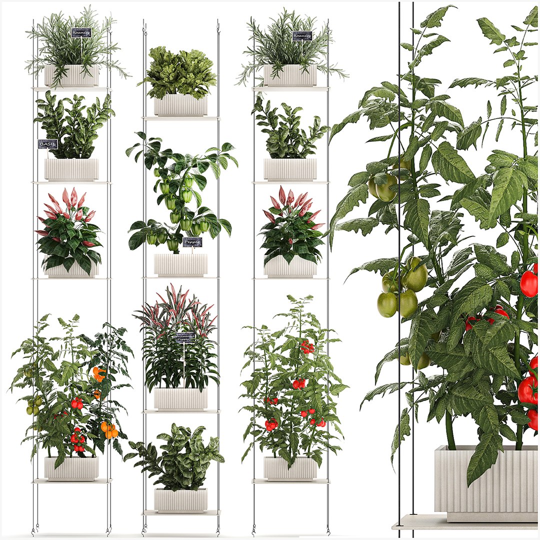 Mini kitchen garden Rosemary Basil vegetables pepper Tomato 1414 3D