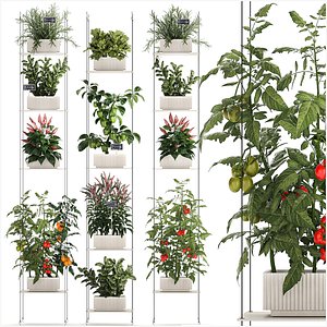 Mini kitchen garden Rosemary Basil vegetables pepper Tomato 1414 3D