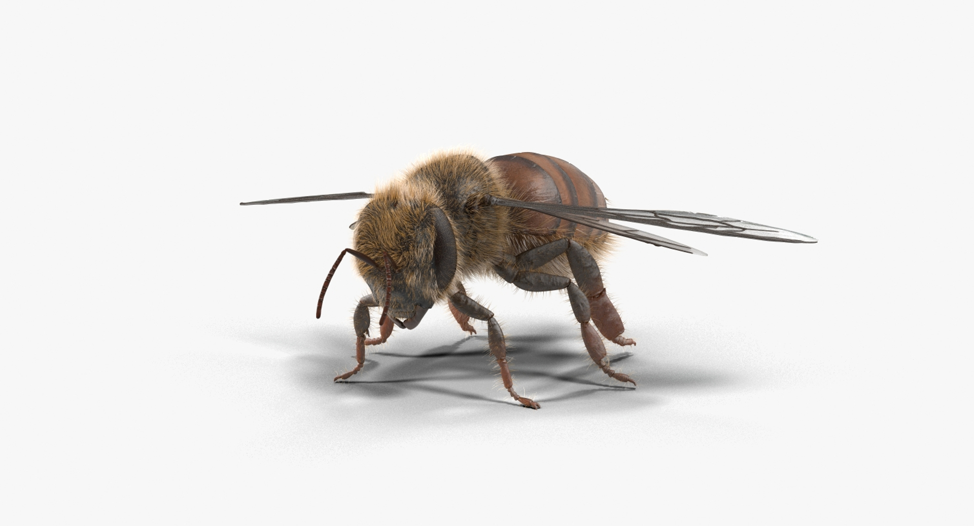 max honey bee https://p.turbosquid.com/ts-thumb/wn/zbctWW/1Wobwr0T/360clr/jpg/1456746927/1920x1080/turn_fit_q99/2503c4bd50de3e1e24ddec8de7034e3ab963f7ac/360clr-1.jpg