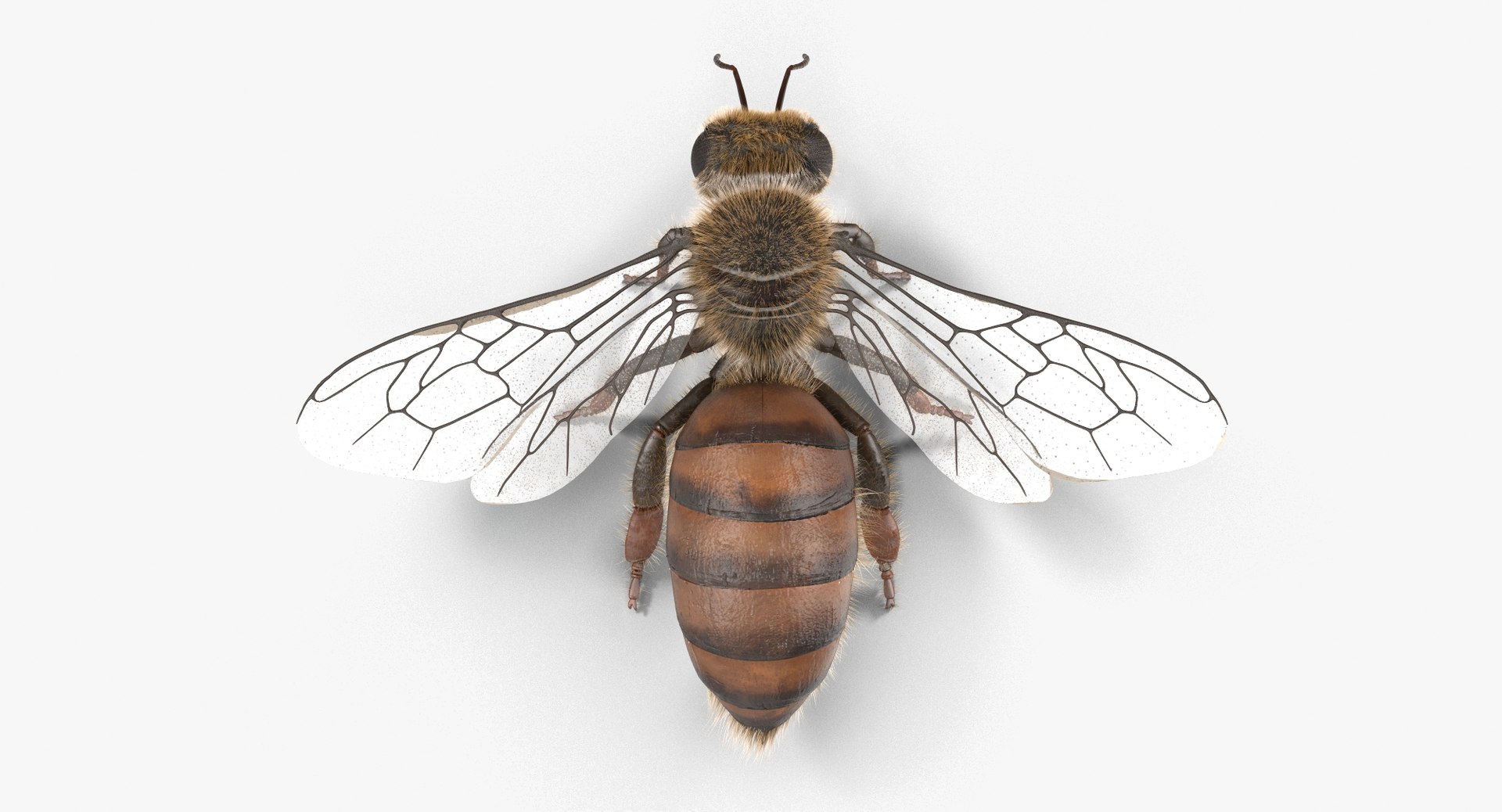 max honey bee https://p.turbosquid.com/ts-thumb/wn/zbctWW/9qDypFmN/cam06/jpg/1456746866/1920x1080/fit_q87/93c3be7f109b0443ce209e13b918f08dce0cffda/cam06.jpg