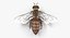 Honey bee