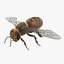 Honey bee