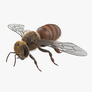 Honey bee