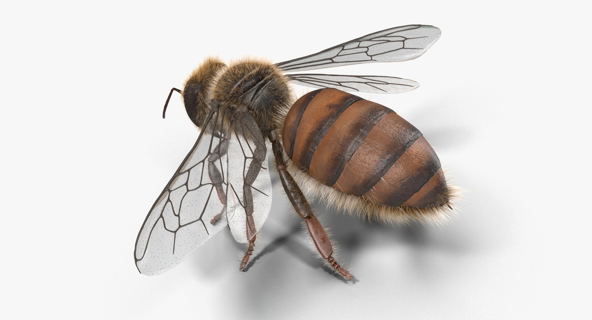 max honey bee https://p.turbosquid.com/ts-thumb/wn/zbctWW/MUAVeUbN/cam04/jpg/1456746866/1920x1080/fit_q87/6656d3f7360623debb43f96c69c67b894ccdb1bc/cam04.jpg