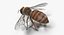 Honey bee
