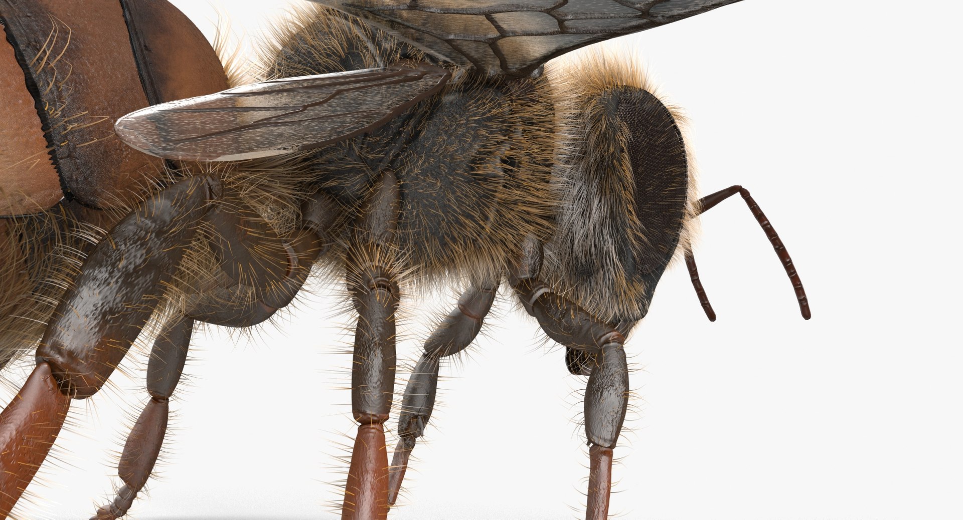 max honey bee https://p.turbosquid.com/ts-thumb/wn/zbctWW/SMe0luCT/cam05/jpg/1456746866/1920x1080/fit_q87/764ad0ff5ce04b7f58052256c757877d584c8476/cam05.jpg