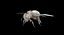 Honey bee