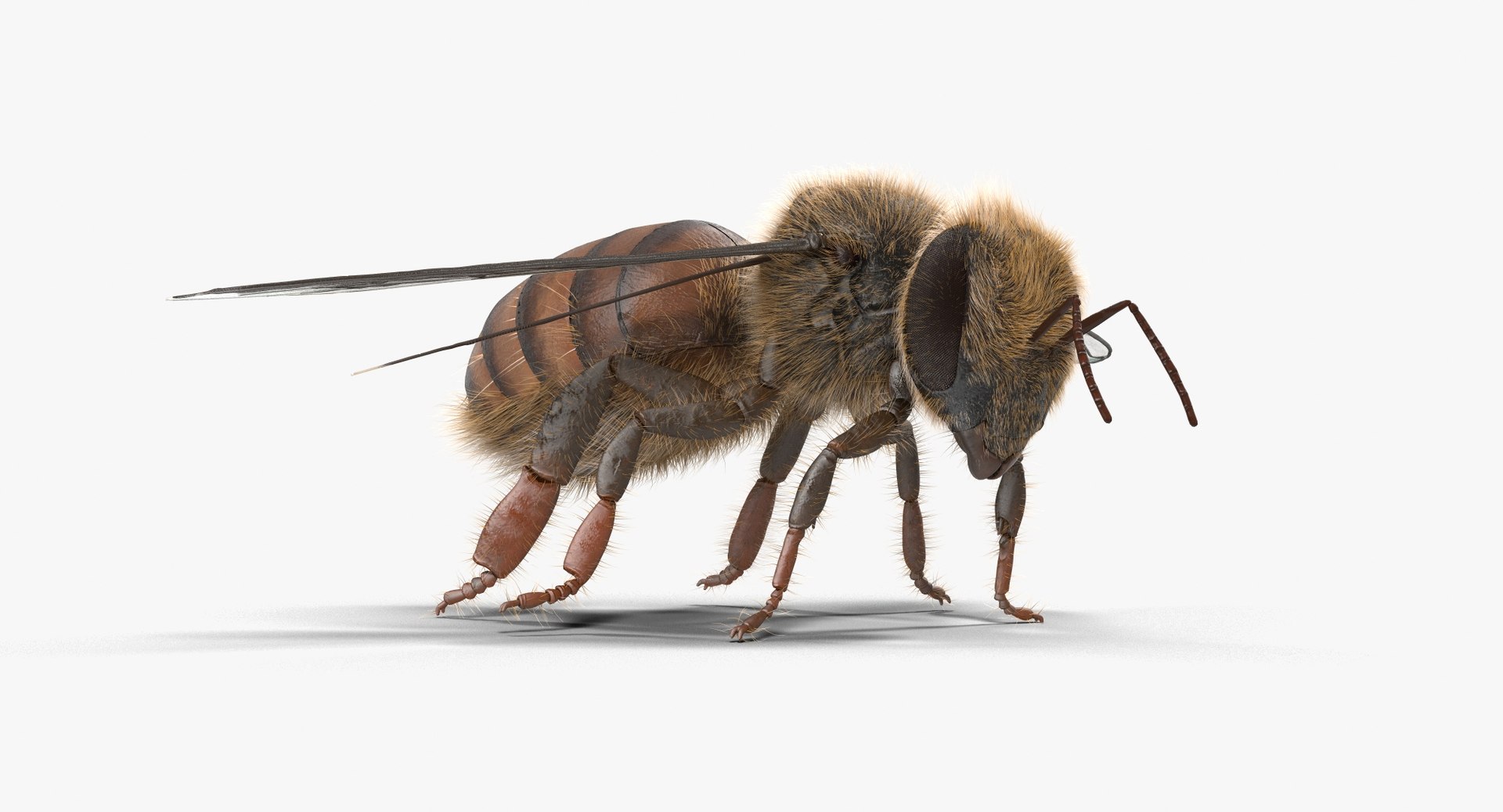 Max Honey Bee
