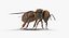 Honey bee