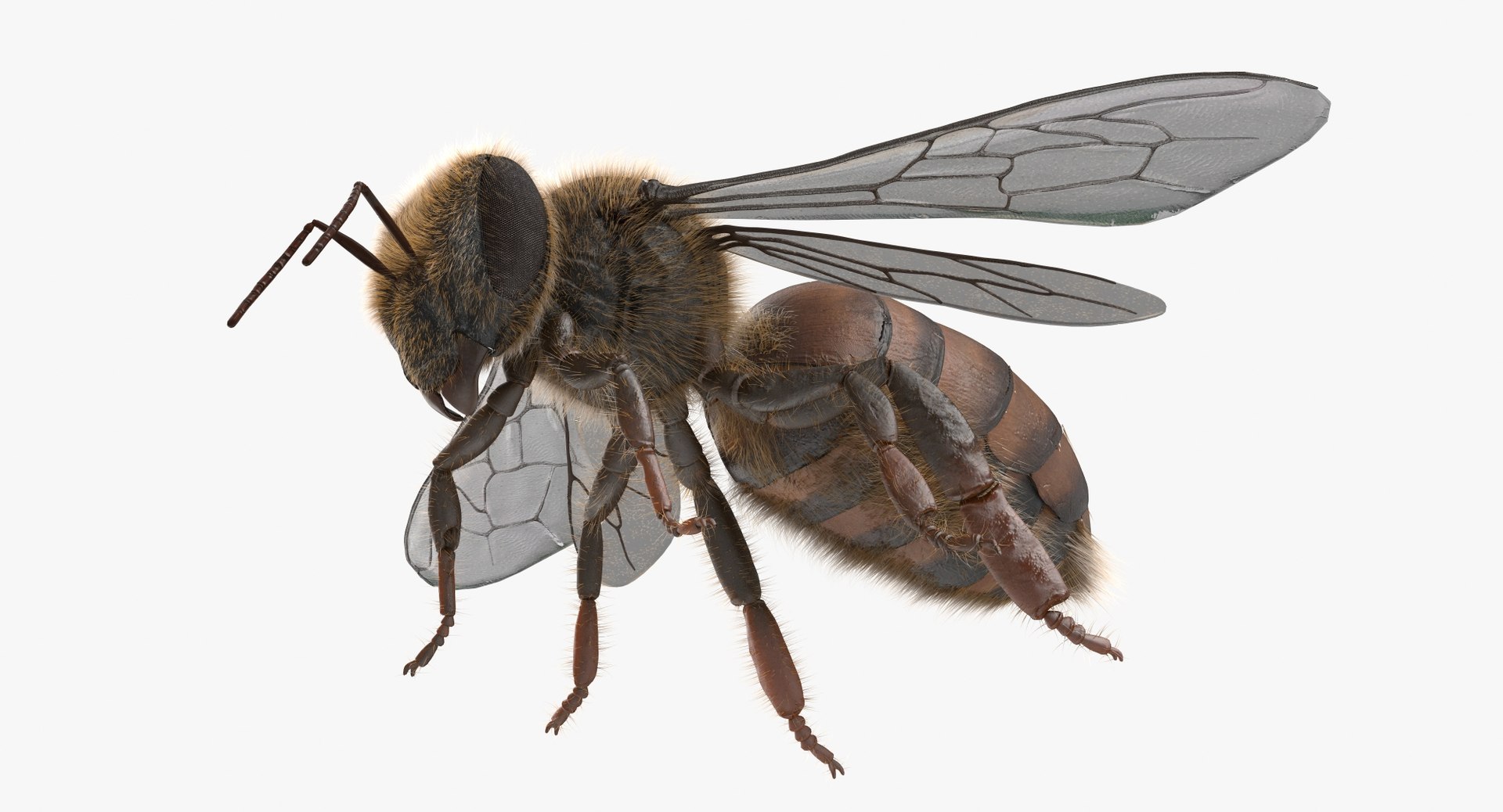 max honey bee https://p.turbosquid.com/ts-thumb/wn/zbctWW/tKrzNB3N/cam07/jpg/1456746866/1920x1080/fit_q87/74d84bc97a487c34bf889f172357b3f51223a3a9/cam07.jpg