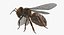 Honey bee