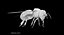 Honey bee