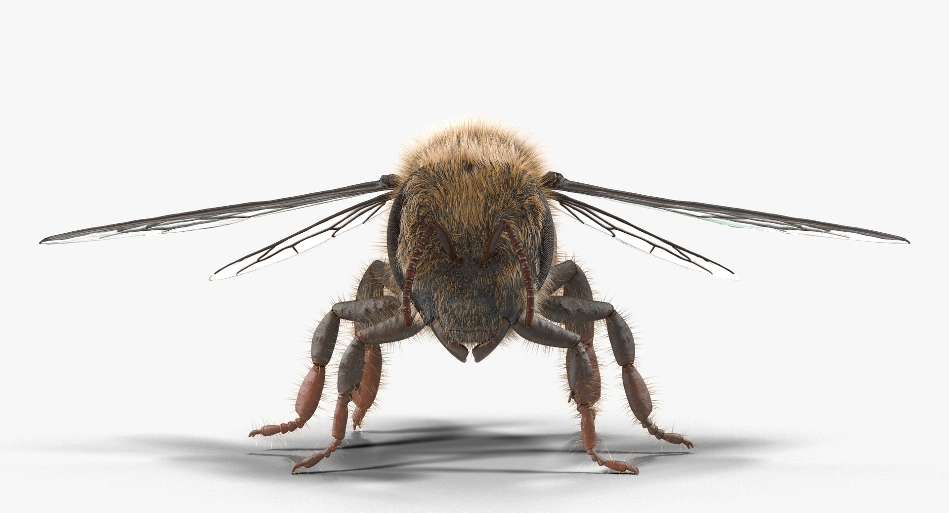 max honey bee https://p.turbosquid.com/ts-thumb/wn/zbctWW/vLmIoreT/cam03/jpg/1456746866/1920x1080/fit_q87/2bf8a25f608b5d4cfc2aa6df978a409f479731cf/cam03.jpg