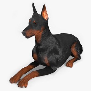 Doberman Pinscher Lying Down Fur 3D model
