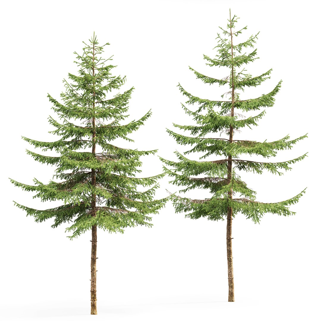 Spruce tree nature model - TurboSquid 1693825