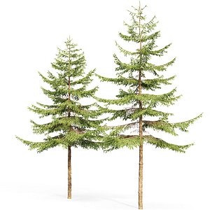 spruce tree nature model