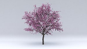 cercis flowers hight model