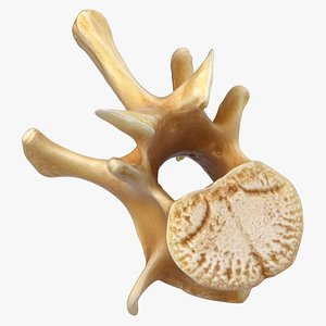 3D Kangaroo Red Necked Wallaby Lumber Vertebrae L2