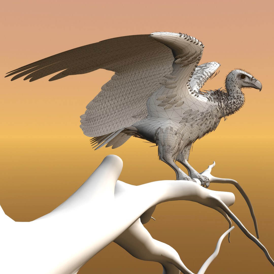 griffon vulture lwo https://p.turbosquid.com/ts-thumb/wo/PLHbn9/07jvZv0Q/gvulturewire07/jpg/1366821524/1920x1080/fit_q87/78a9a61d5cd82ce761bf2ef935c2cfe70125d046/gvulturewire07.jpg