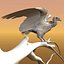 Griffon Vulture