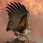 Griffon Vulture