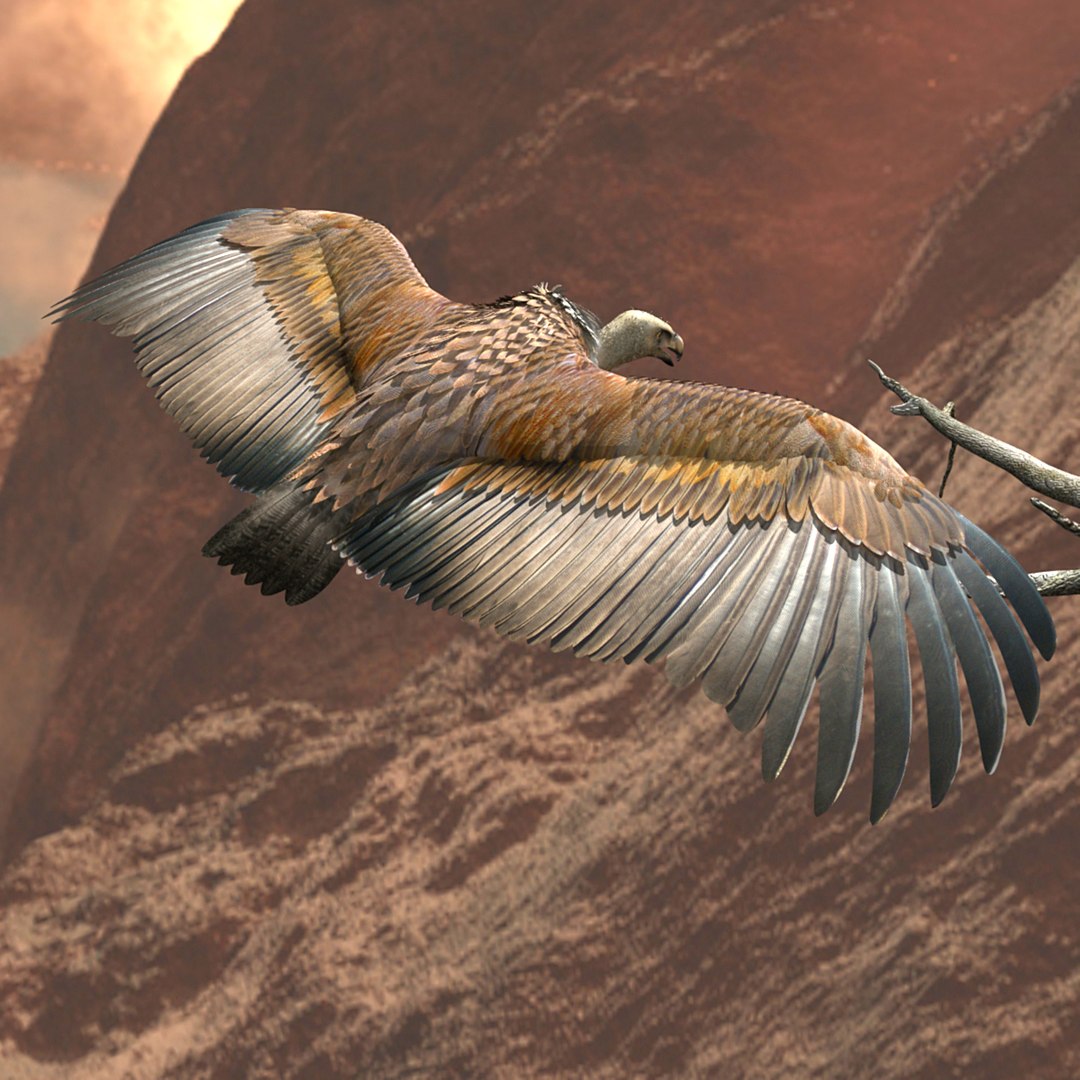griffon vulture lwo https://p.turbosquid.com/ts-thumb/wo/PLHbn9/FN7IEcKd/gvulture08/jpg/1366821524/1920x1080/fit_q87/22e2abb9ad1ef3f0e3b22d6e768edbdb137485e7/gvulture08.jpg