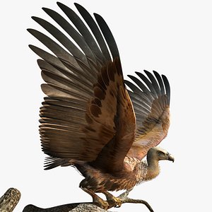 Griffon Vulture