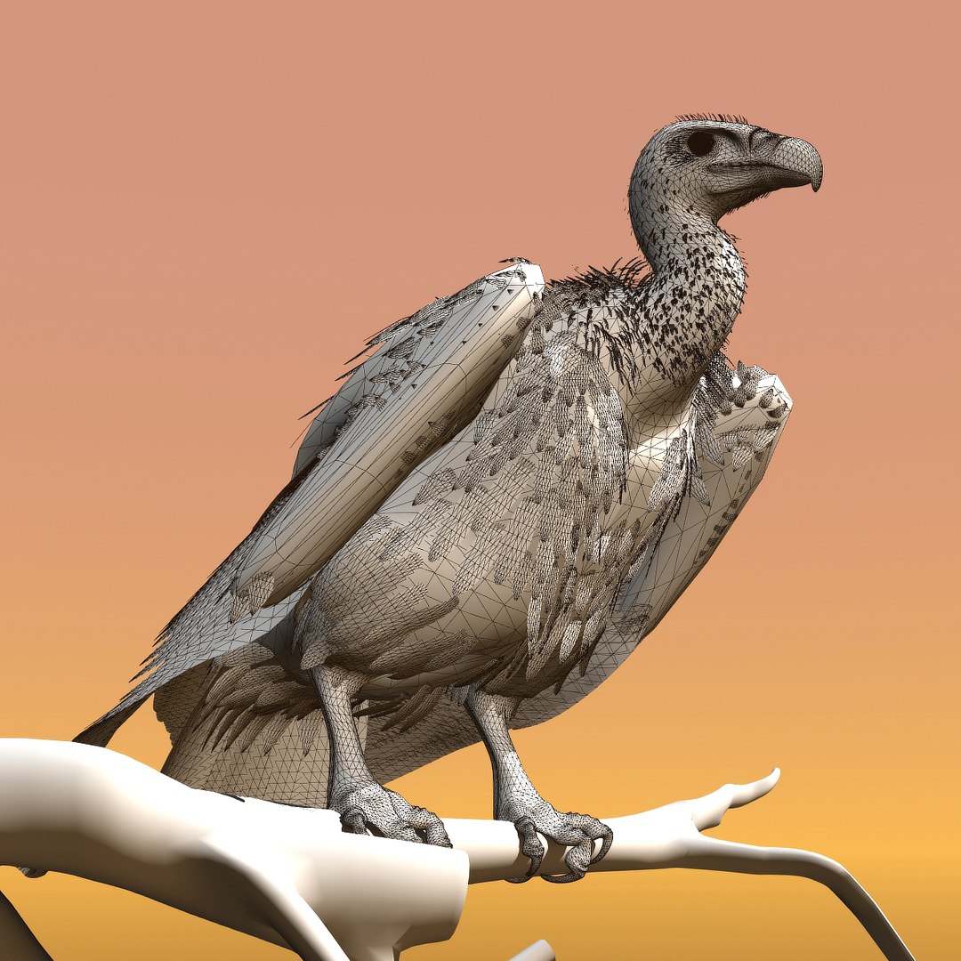 griffon vulture lwo https://p.turbosquid.com/ts-thumb/wo/PLHbn9/LdOaHMbx/gvulturewire04/jpg/1366821524/1920x1080/fit_q87/047d8fdc4a5c26e1d8dc738ea05f267ea736ea0f/gvulturewire04.jpg