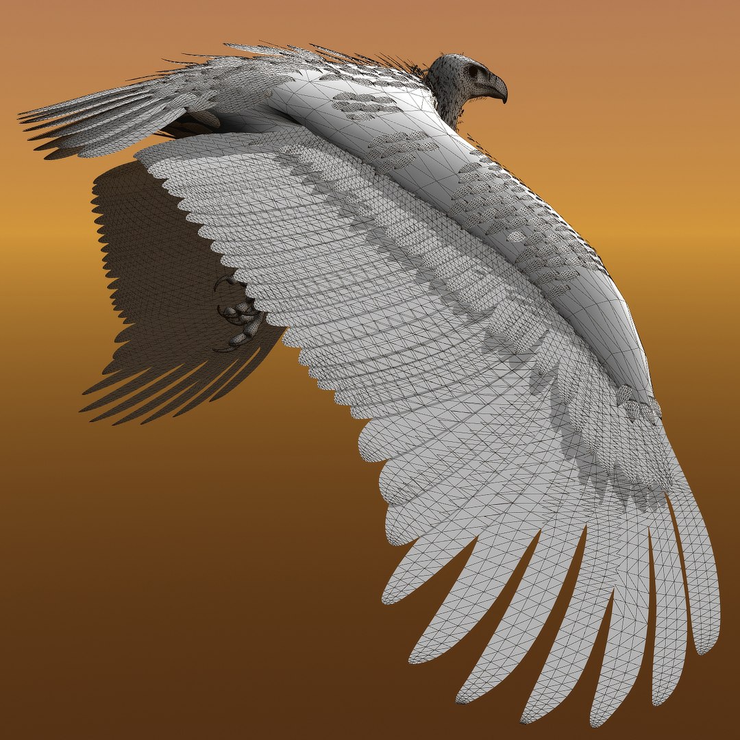 griffon vulture lwo https://p.turbosquid.com/ts-thumb/wo/PLHbn9/MIyZCf4C/gvulturewire02/jpg/1366821524/1920x1080/fit_q87/f8e75eb42ed94cdab1e6e331bf6051c45ab32c31/gvulturewire02.jpg